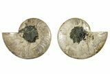 Cut & Polished, Agatized Ammonite Fossil - Madagascar #250383-1